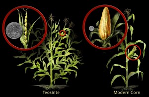 corn and teosinte h1