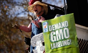 Cover photo for The Anti-GM Lobby Appears to Be Taking a Page Out of the Climategate Playbook