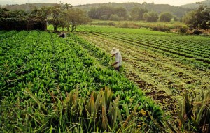 Cover photo for Latin American GMO Powerhouse Brazil Expands Portfolio of Crops With Intro of New Herbicide Resistant Soy