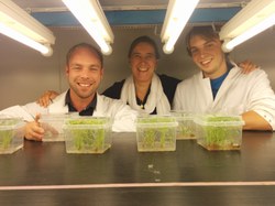 Cover photo for Scientists Have Developed Rice With High Folate Stability