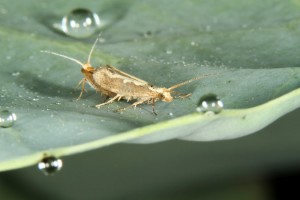 Cover photo for Replacing Pesticides With Genetics