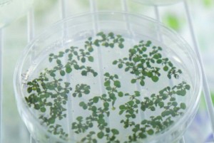 Cover photo for A New Way to Help Plants Utilize Hardly Digestible Organic Phosphorus
