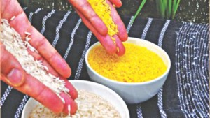 Cover photo for Bangladeshi scientists ready for trial of world’s first ‘Golden Rice’