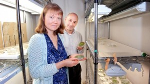 Cover photo for NCSU Study Finds Key Molecular Mechanism Regulating Plant Translational Activity