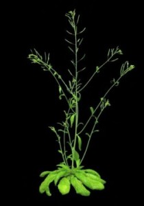 Cover photo for High Yield Crops a Step Closer in Light of Photosynthesis Discovery