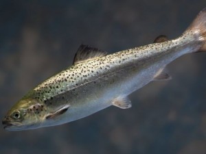 Cover photo for Victory for Frankenfish and for Mother Earth
