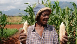 Cover photo for Smallholders Gaining From Nitrogen-Efficient Maize