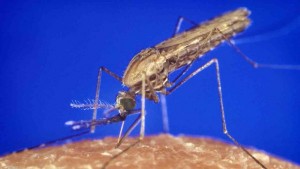 Cover photo for Gene drive workshop shows technology’s promise, or peril, remains far off