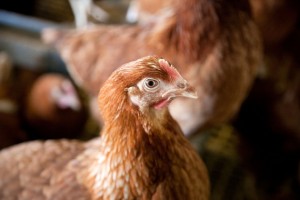 Cover photo for US Government Approves Transgenic Chicken the Eggs of the Genetically Engineered Animal Contain an Enzyme That Can Treat a Rare Disease.