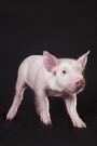 Cover photo for Pigs That Are Resistant to Incurable Disease Developed at University of Missouri