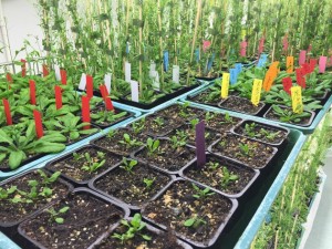 Cover photo for Europe’s genetically edited plants stuck in legal limbo