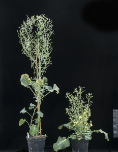 Cover photo for John Innes Centre Scientists Use CRISPR Technology to Edit Crop Genes - Subsequent Generations Contain No Transgenes