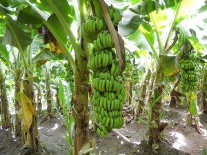 Cover photo for Agricultural Anti-GMO Activism Is Probably Not About the Technology at All