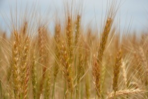 Cover photo for New Wheat Genetic Advancements Aimed at Yield Enhancement