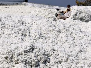 Cover photo for Monsanto faces challenge from CICR’s Bt cotton varieties