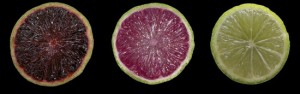 Cover photo for Purple Limes and Blood Oranges Could Be Next for Florida Citrus