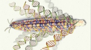 Cover photo for ten thousand years of gmo foods – making inedible edible