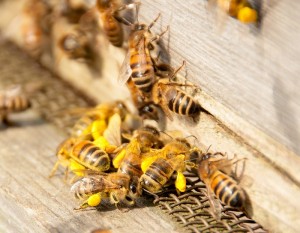 Cover photo for Scientists to Breed Genetically Modified Bees: Here's Why