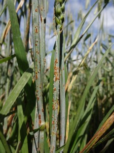 Cover photo for New Gene-Detecting Technology Developed at the John Innes Centre Brings New, Resilient Super Wheat Closer.