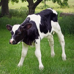 Cover photo for Cows Made Hornless Through Gene-Editing, With No Off-Target Effects
