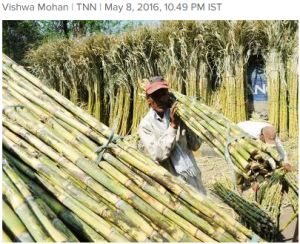 Cover photo for India Looks at GM Sugarcane Option to Ease Water Woes