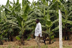 Cover photo for GMO: African Voices Must Be Heard