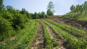 Cover photo for Are Organic and Non-GMO Farming More Sustainable Than Farming Using GMOs?