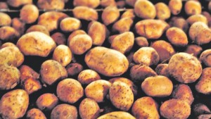Cover photo for Second GM Crop Ready for Release in Bangladesh