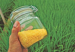 Cover photo for Golden Rice Trials in Bangladesh Show High Promise