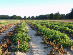 Cover photo for EPA Approves New GM Potato