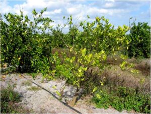 Cover photo for Scientist Race to Use Virus to Save Florida Orange Trees