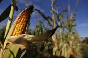 Cover photo for The EPA Approves Monsanto's New RNA Interference Genetic-Engineering Technology in Corn