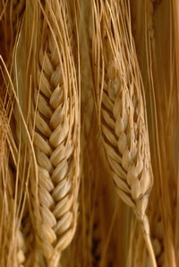 Cover photo for Scientist Create Genetically Engineered Wheat With Lower Gluten Levels