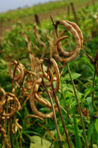 Cover photo for Plagued by Pest, African Farmers May Soon Have Access to Insect-Resistant GMO Cowpeas—For Free
