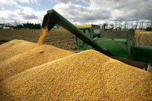 Cover photo for Meta-Analysis of 21 Years of Studies on GMO Corn Shows Increased Yield and Reduced Mycotoxins