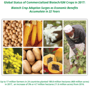 Cover photo for ISAAA Releases Report on Global Adoption of Biotech Crops