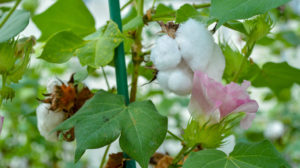 Cover photo for Cottonseed for Human Consumption?