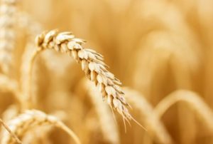 Cover photo for Can Wheat Can Be Made Gluten Safe for People With Celiac Disease by Using Gene Editing?