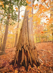 Cover photo for US to Consider Genetically Altered American Chestnut Tree